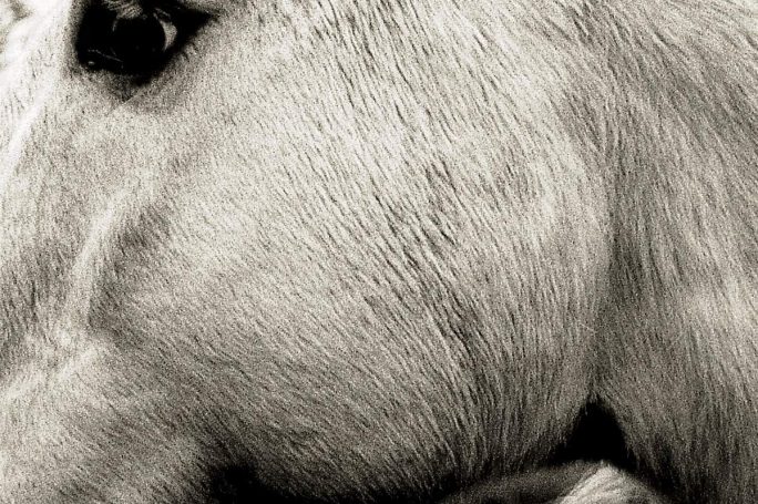 Bonny Light Horseman